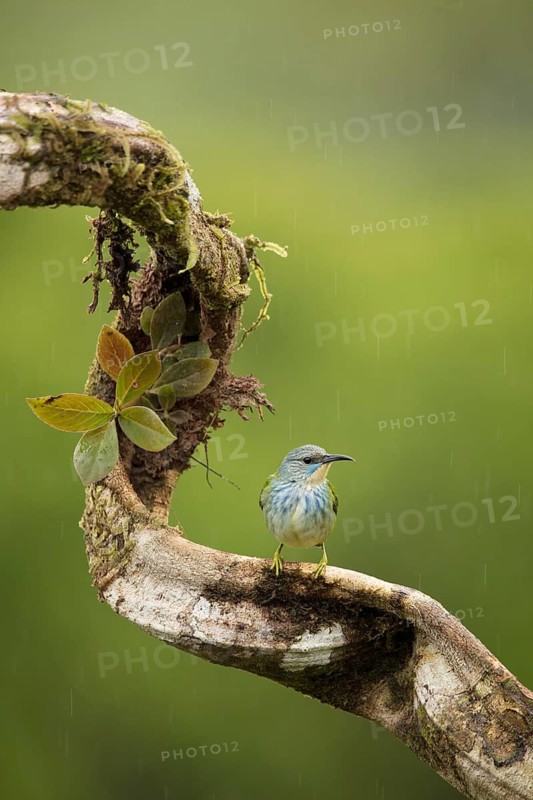 Female shining honeycreeper, Costa Rica