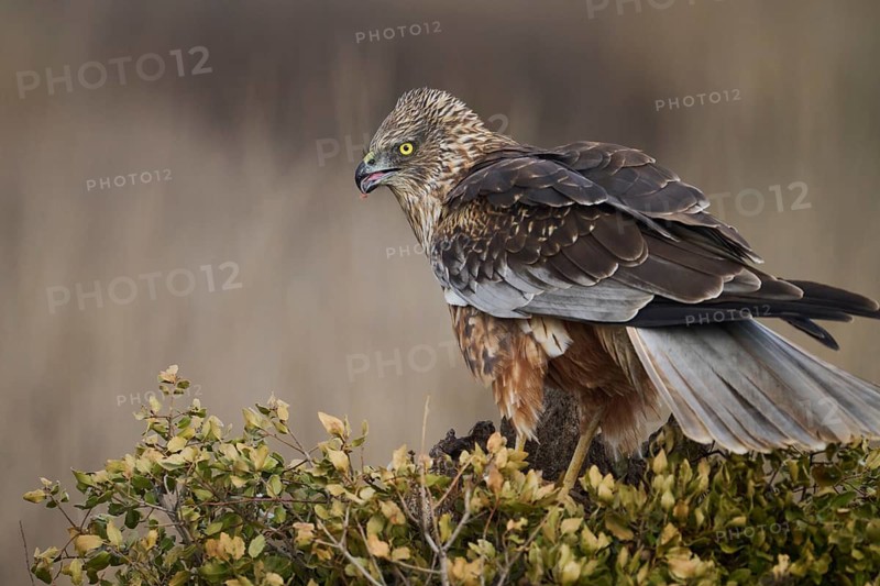 A stunning red kite perched attentively on a shrub, displaying its distinct plumage and sharp gaze as it waits patiently to hunt in the wild
