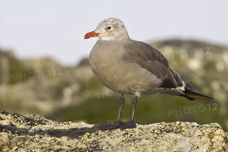 Heermann's Gull (Larus heermanni), British Columbia, Canada