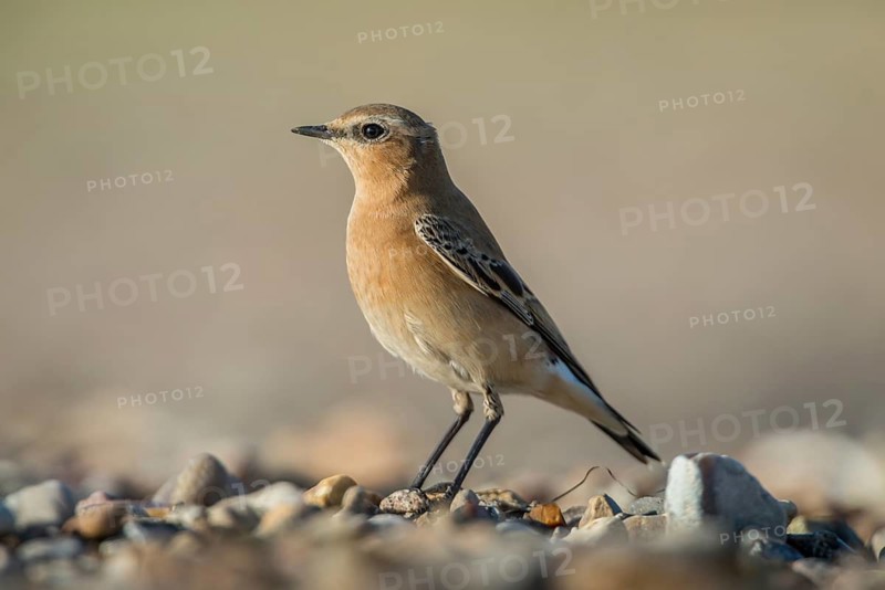 Northern Wheatear (Oenanthe oenanthe), Schleswig-Holstein, Germany