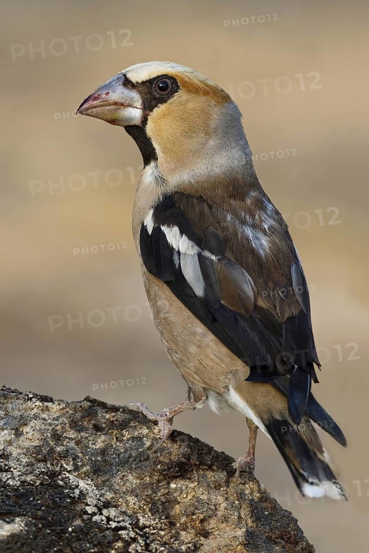 Hawfinch (Coccothraustes coccothraustes), Extremadura, Spain