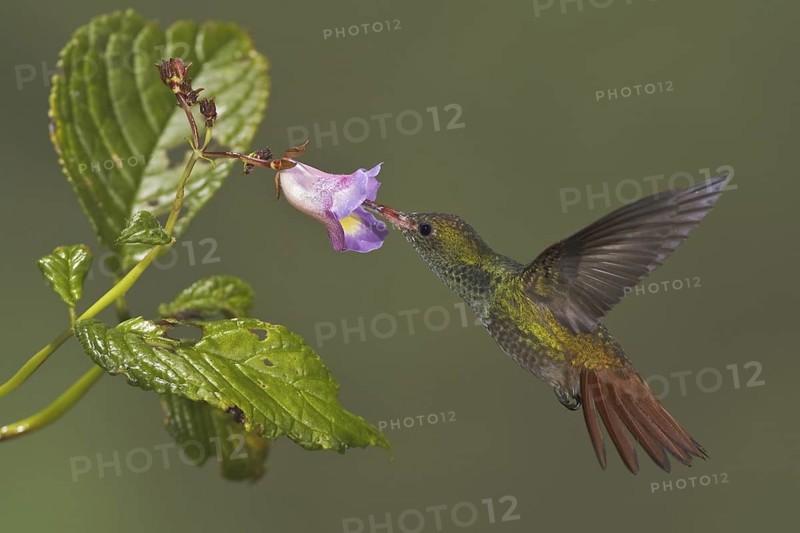 Rufous-tailed Hummingbird (Amazilia tzacatl), Ecuador
