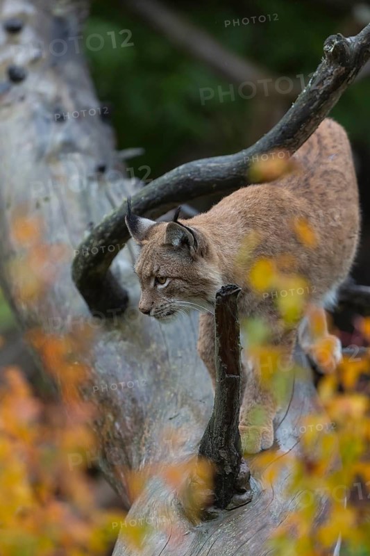 One Eurasian lynx, (Lynx lynx), walking on fallen dead tree with a green natural background and autumnal leaves in the foreground