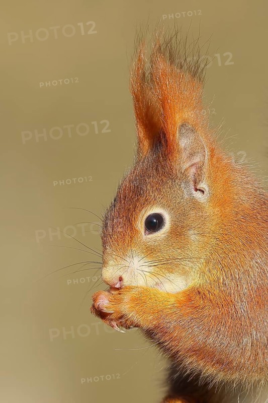 Eurasian red squirrel (Sciurus vulgaris) adult animal, animal portrait, head portrait, mammal, wildlife, Wilnsdorf, North Rhine-Westphalia, Germany