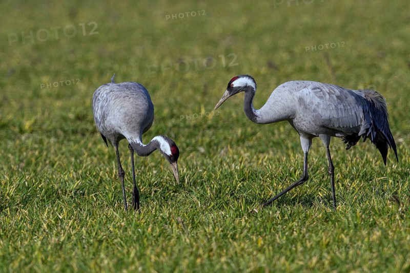 Common Crane (Grus grus) foraging, Mecklenburg-Western Pomerania, Germany