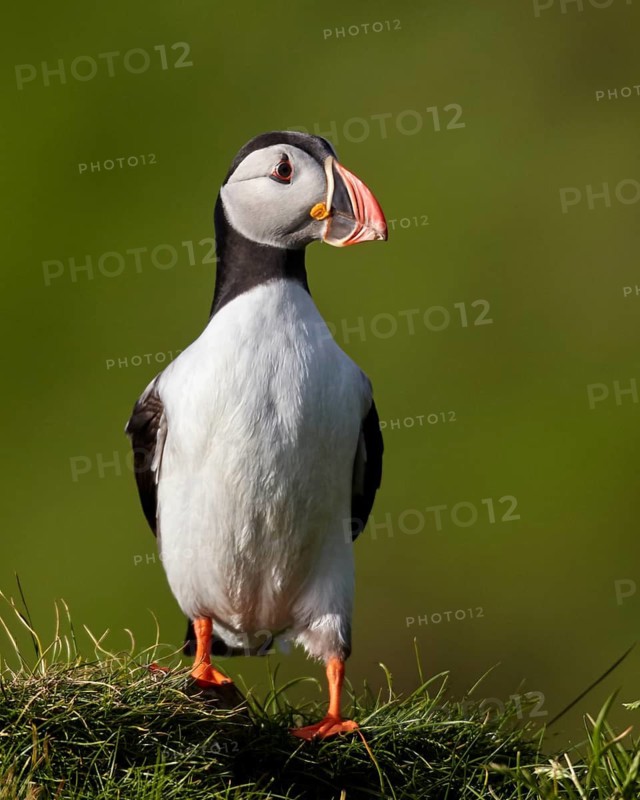 Atlantic Puffin (Fratercula arctica) perched on cliff, Mykines, Faroe Islands