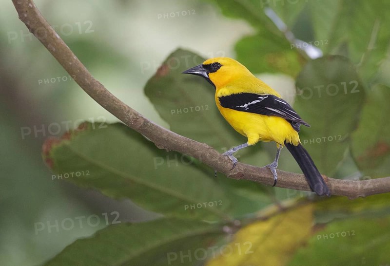 Yellow Oriole (Icterus nigrogularis) male, Trinidad