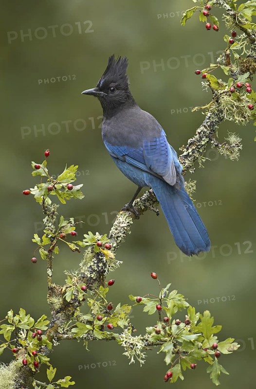 Steller's Jay (Cyanocitta stelleri), British Columbia, Canada