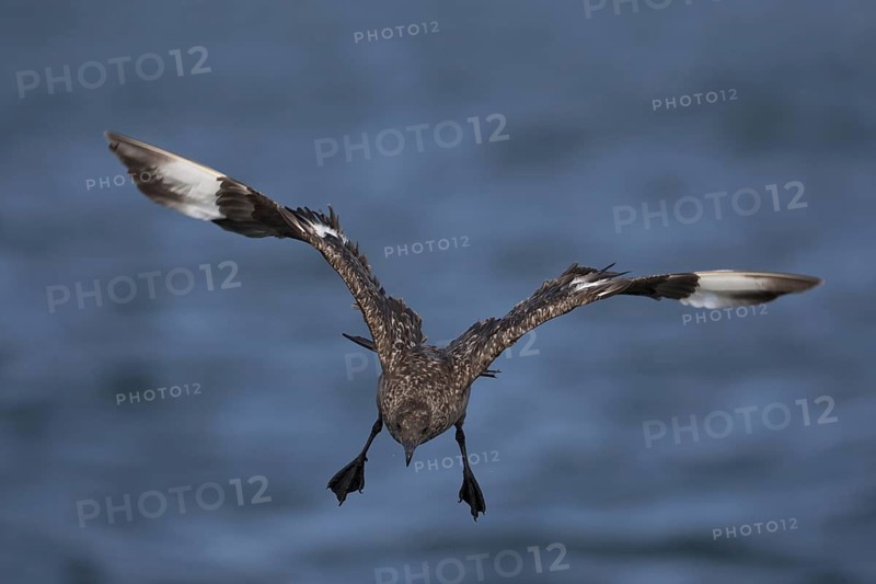 Great Skua (Stercorarius skua) landing, North Sea, Germany