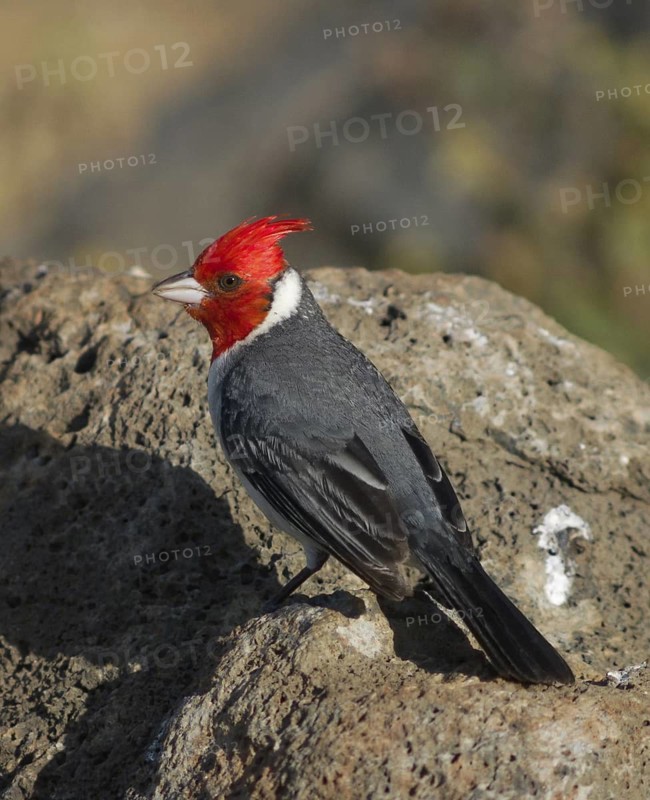 Red-crested Cardinal (Paroaria coronata), Hawaii, USA
