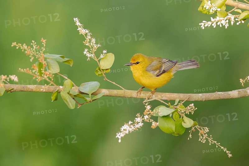 Blue-winged Warbler (Vermivora cyanoptera) female perched on a branch, Texas, USA