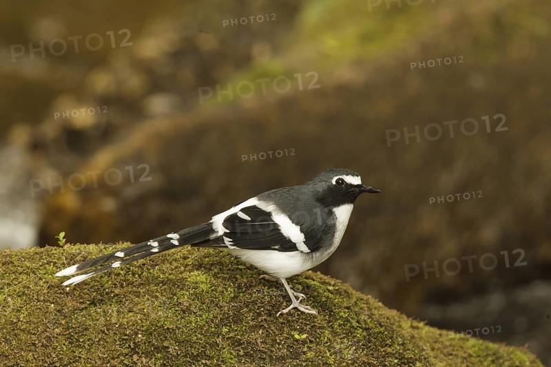 Slaty-backed Forktail (Enicurus schistaceus), Doi Inthanon, Thailand