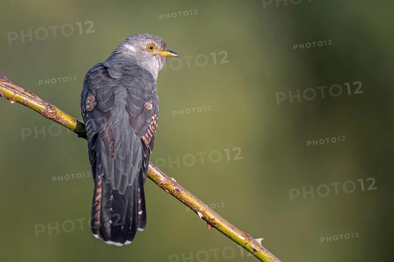 Common Cuckoo (Cuculus canorus), Saxony-Anhalt, Germany