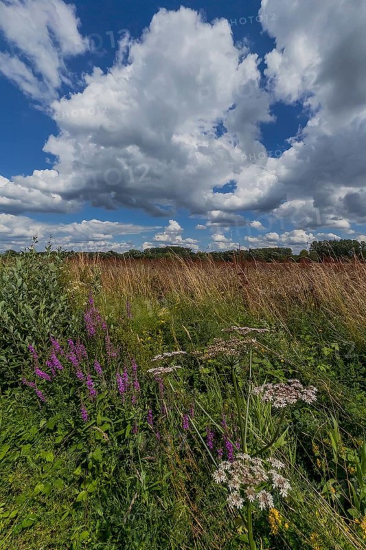 Flower meadow, weather, cloudy, nature, East Westphalia, Germany