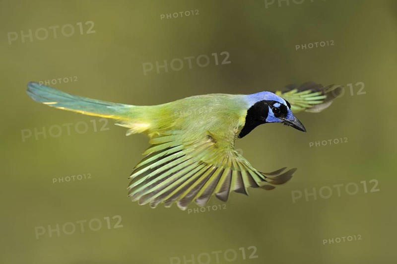 Green Jay (Cyanocorax luxuosus) flying, Texas, USA