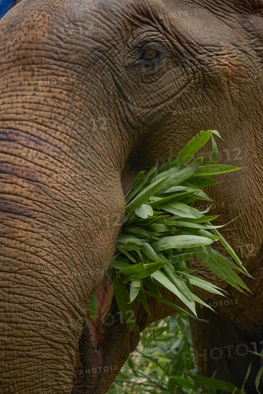 Close-up of a majestic Asian elephant munching on fresh green leaves in Thailand, showcasing its textured skin and gentle demeanor. A beautiful wildlife moment