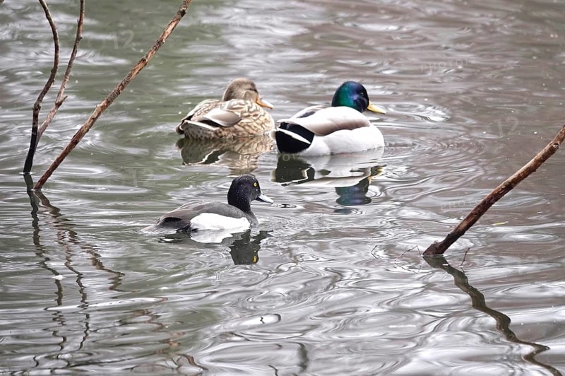 Heron and mallard couple on a lake, winter, Germany