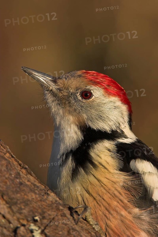 Middle Spotted Woodpecker (Dendrocoptes medius), Rhineland-Palatinate, Germany