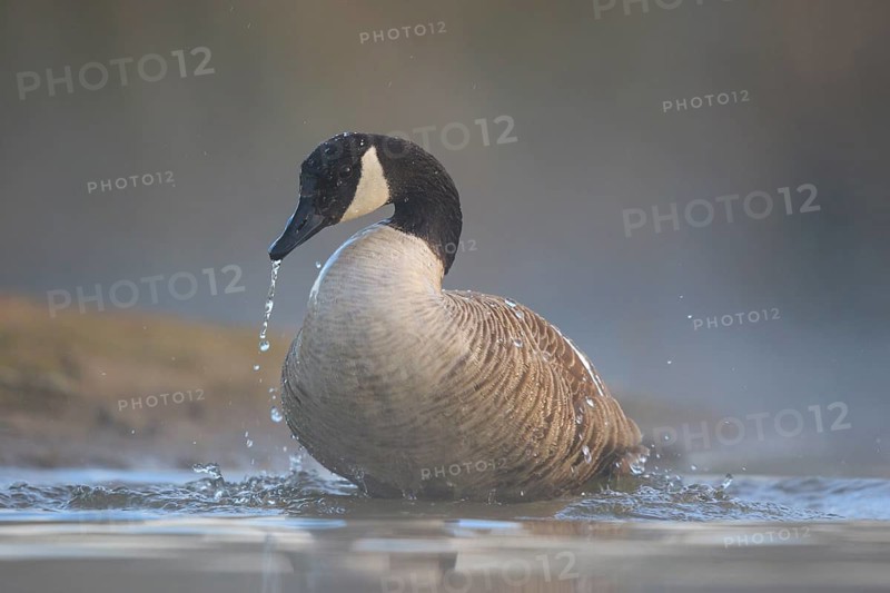 Canada Goose (Branta canadensis) bathing, North Rhine-Westphalia, Germany