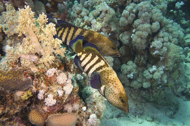 Two striped fish, peacock grouper (Cephalopholis argus), swim next to corals in clear water. Dive site House Reef, Mangrove Bay, El Quesir, Red Sea, Egypt