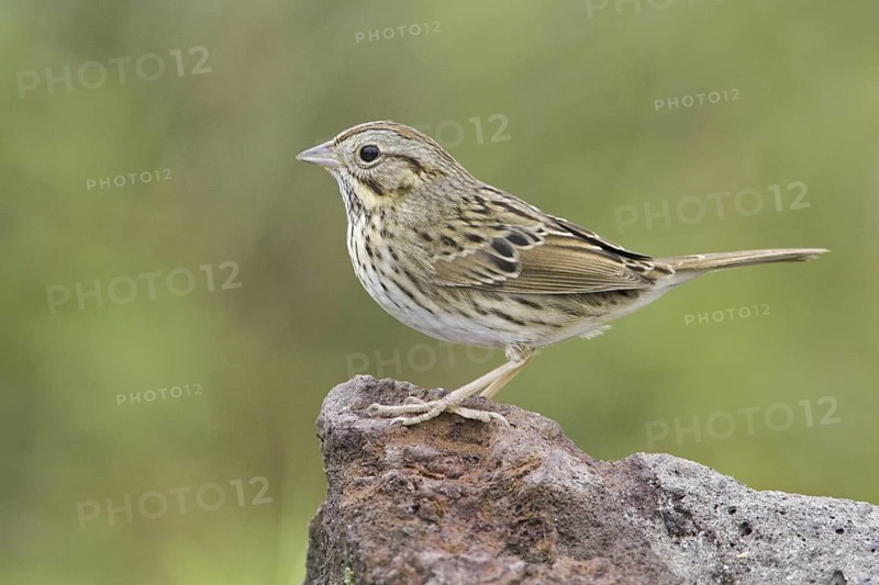 Lincoln's Sparrow (Melospiza lincolnii), Texas, USA
