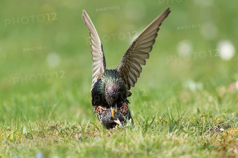 Common Starling (Sturnus vulgaris) pair mating, Bavaria, Germany