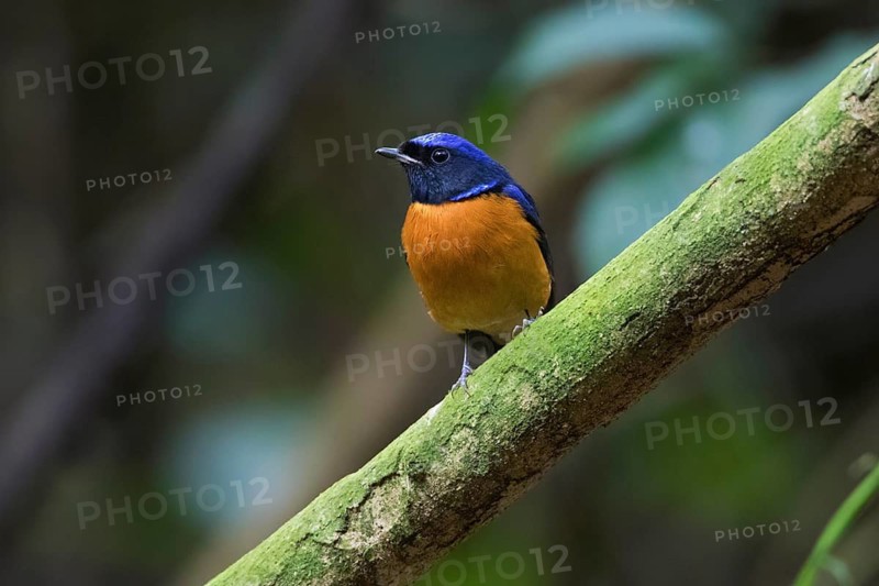 Fujian Niltava (Niltava davidi) male perched on a branch, Cuc Phuong, Vietnam