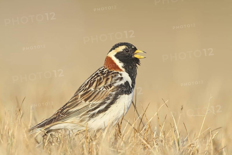 Lapland Longspur (Calcarius lapponicus) male singing, Alaska, USA