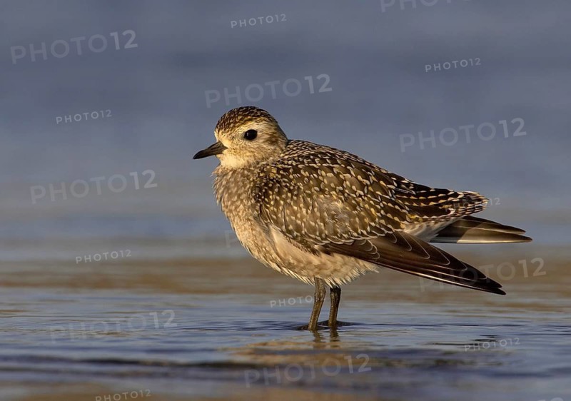 American Golden Plover (Pluvialis dominica), Ohio, USA