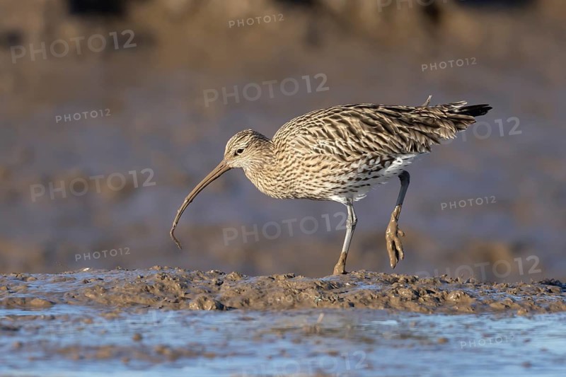 Eurasian curlew (Numenius arquata) adult wading bird carrying a lugworm in its beak on a mudflat, Norfolk, England, United Kingdom