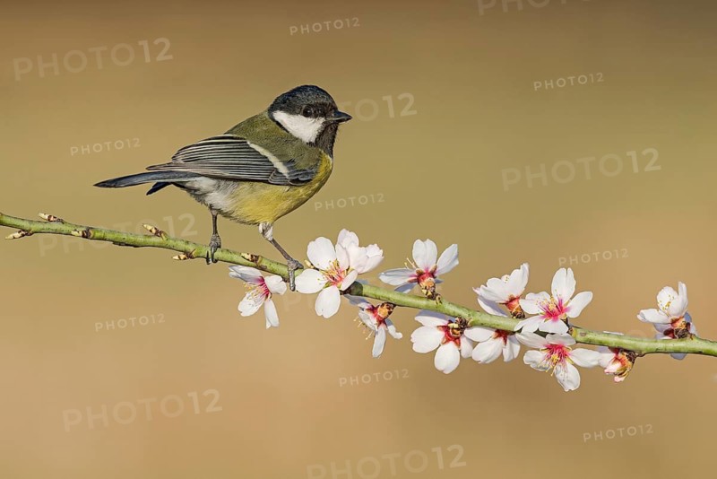 Great Tit (Parus major) perched in flowering almond tree, Aosta Valley, Italy