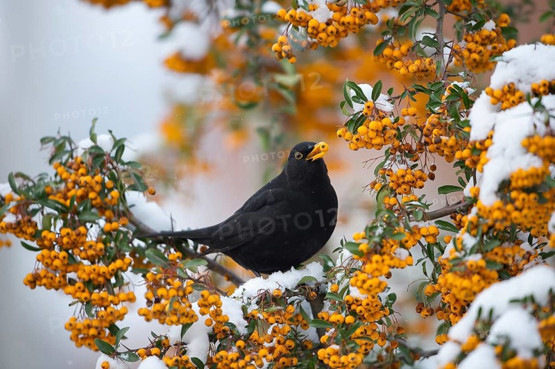 Common Blackbird (Turdus merula) male feeding on Firethorn (Pyracantha) berries, Saxony, Germany