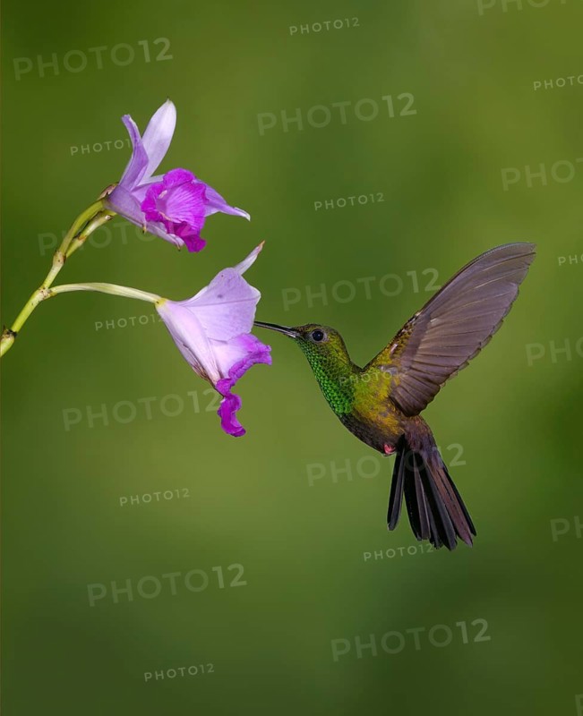 Male Bronze-tailed-Plumeleteer (Chalybura urochrysia) - at the Nature Pavilion in La Virgen, Costa Rica