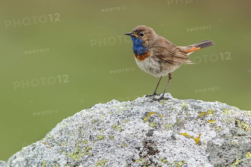 Bluethroat (Luscinia svecica), perched, Castile and Leon, Spain