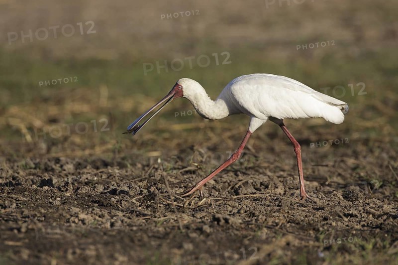 African Spoonbill (Platalea alba) foraging, Chobe, Botswana