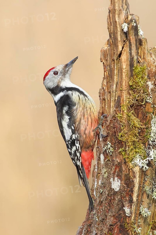 Middle spotted woodpecker (Dendrocopos medius), male sitting on a tree stump overgrown with moss and lichen, Wildlife, Animals, Birds, Woodpeckers, Siegerland, North Rhine-Westphalia, Germany
