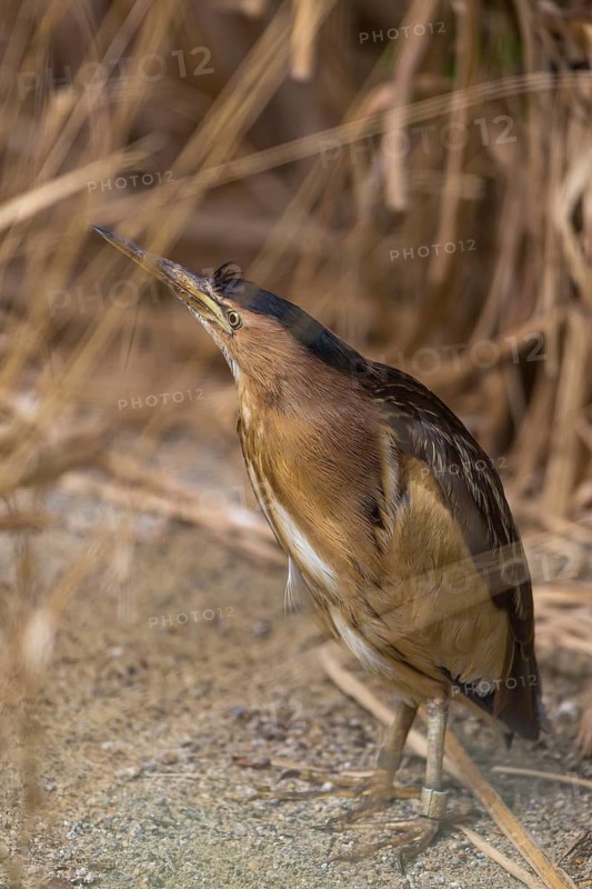 One little bittern or common little bittern (Ixobrychus minutus) hiding in reed grass, watching for food
