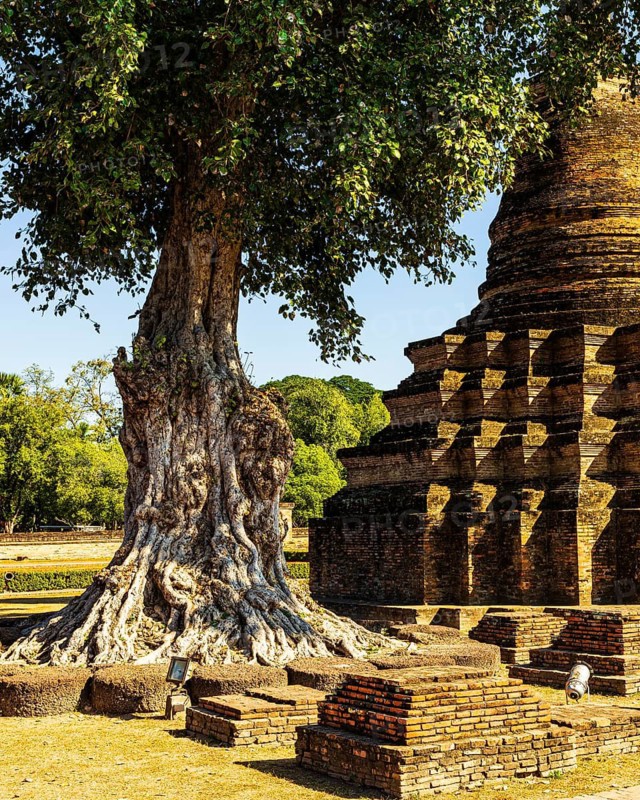 Deciduous tree with gnarled trunk, temple tower, Prang, historic Buddhist temple complex Wat Mahathat, historical park, Sukhothai, Sukhothai province, Thailand