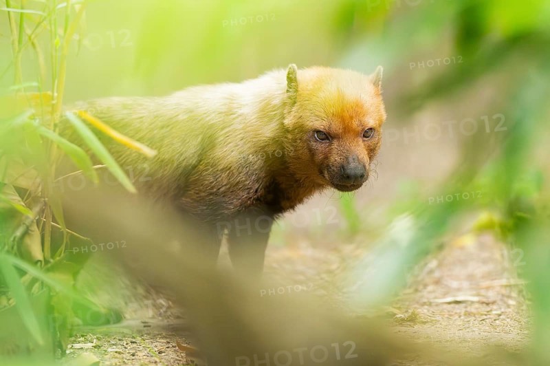 Bush dog (Speothos venaticus) standing on the ground behind bushes, captive