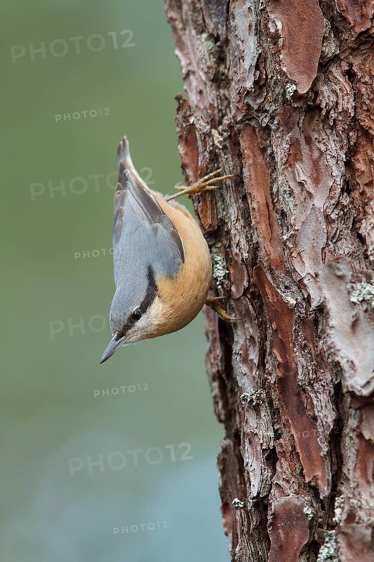 Eurasian Nuthatch (Sitta europaea) climbing a pinetree, Galicia, Spain