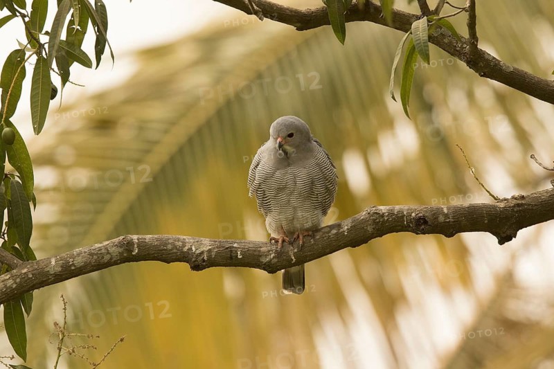 Lizard Buzzard (Kaupifalco monogrammicus), Gambia