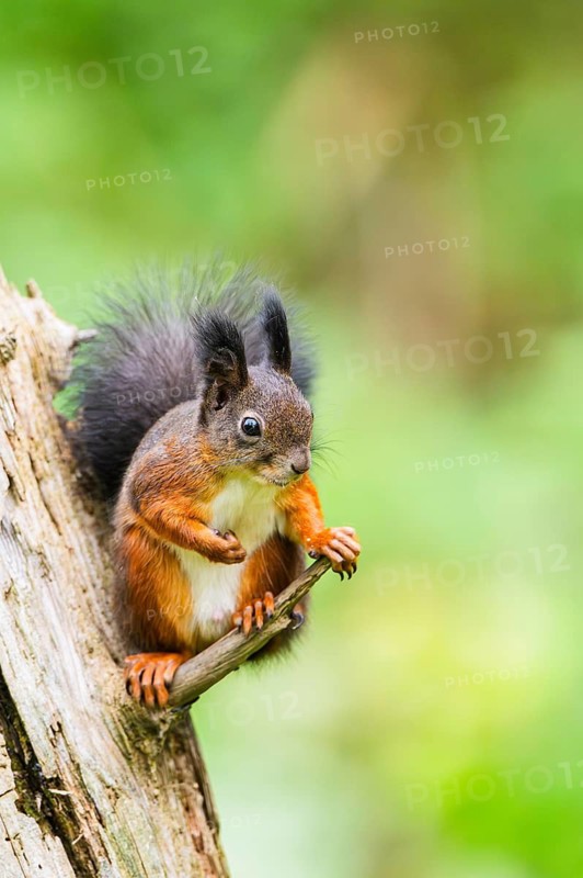 Red squirrel (Sciurus vulgaris) sitting on an old wrotten tree trunk in a forest, Bavaria, Gernany