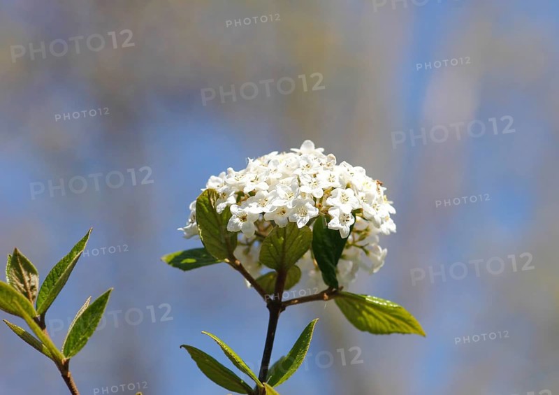 Snowball (Viburnum), North Rhine-Westphalia, Germany