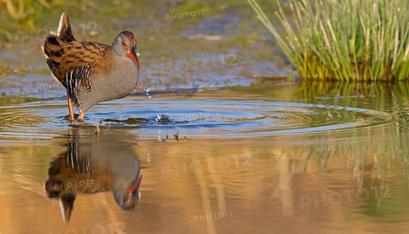 Water rail, (Rallus aquaticus), animals, birds, biotope, habitat, foraging, waters, rail family, Der Spieß nature reserve, Worms district, Rhineland-Palatinate, Federal Republic of Germany