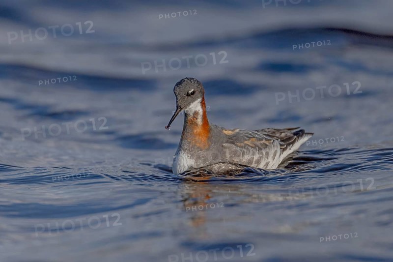Odin's chicken (Phalaropus lobatus), in splendour, hunting insect larvae, Vadsö, Varangerfjord, Norway