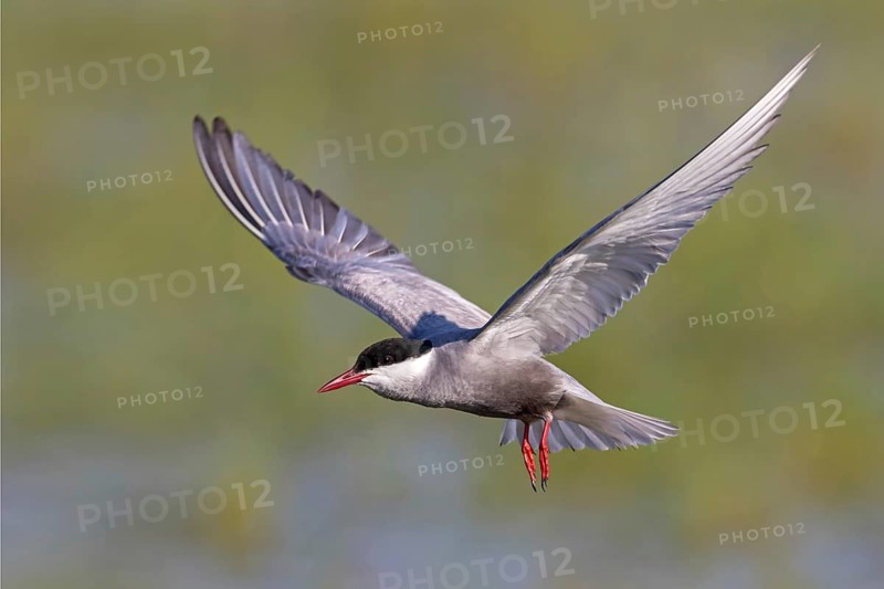 White-bearded Tern, (Chlidonias hybridus, Chlidonias hybrida, family of terns, flight, biotope, habitat, foraging, prey, dive, hunting fish, Lake Neusiedl, Illmitz, Burgenland, Austria