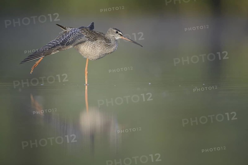 Spotted Redshank (Tringa erythropus), Thuringia, Germany