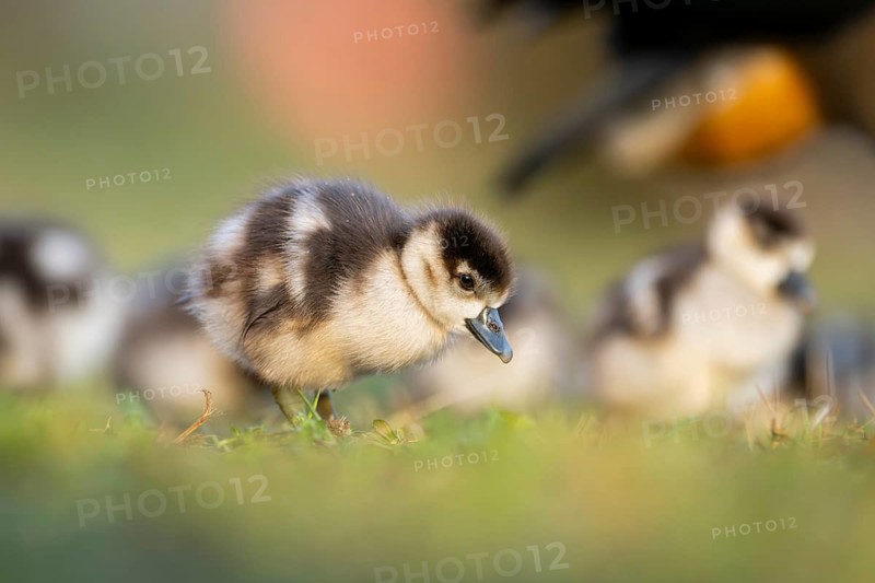 Egyptian goose (Alopochen aegyptiaca) cute chicks on a meadow at the shore of a lake, Bavaria, Germany