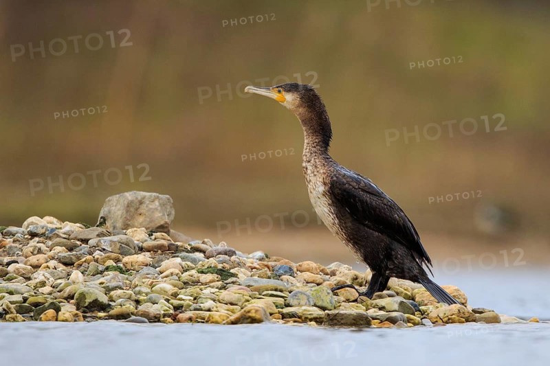 Great Cormorant (Phalacrocorax carbo), North Rhine-Westphalia, Germany