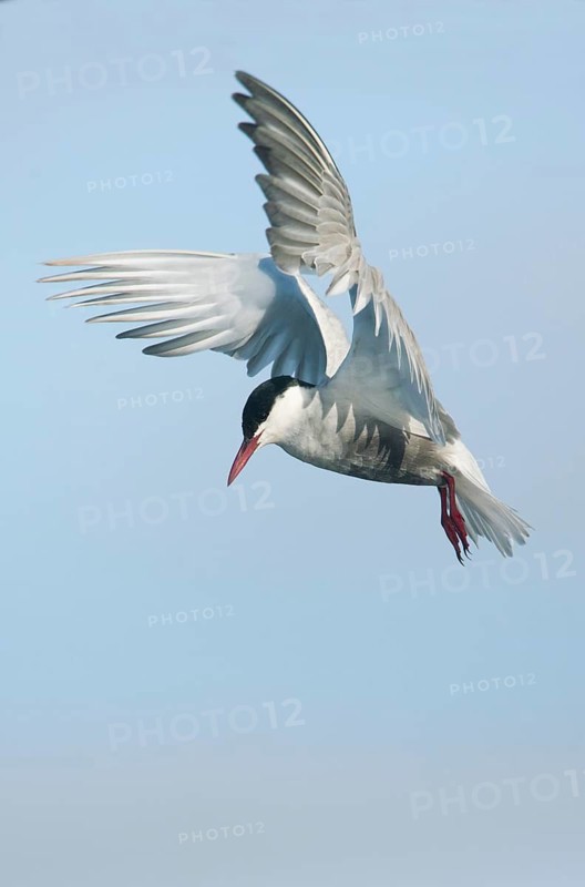 Whiskered Tern (Chlidonias hybrida) flying, Victoria, Australia